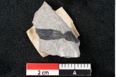 Foto (Detailansicht) von Plantae indet.  (NHMW-GEO-2024-0188-6705)